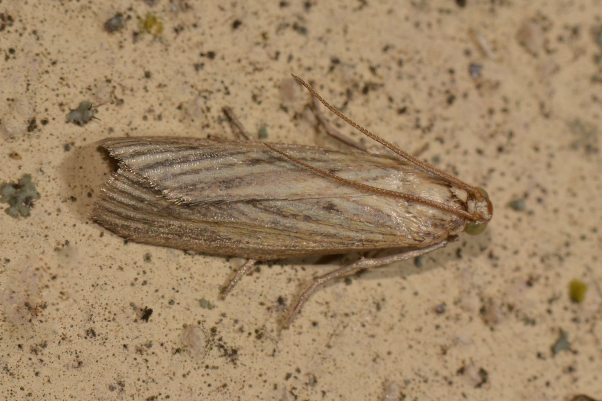 Pyralidae - cfr. Ematheudes punctella